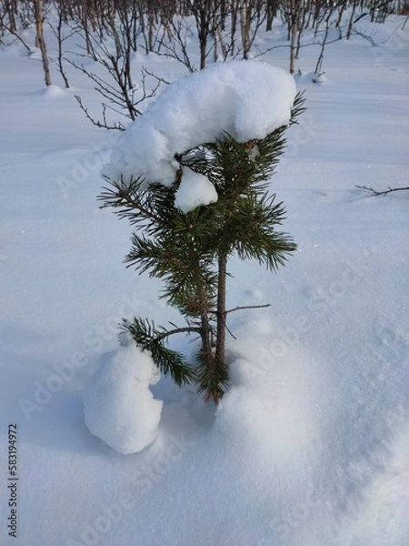 Fototapeta small pine with a cap of white snow on top 