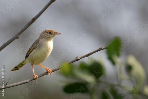 Fototapeta Closeup shot of a rattling cisticola on a tree on a blurred background
