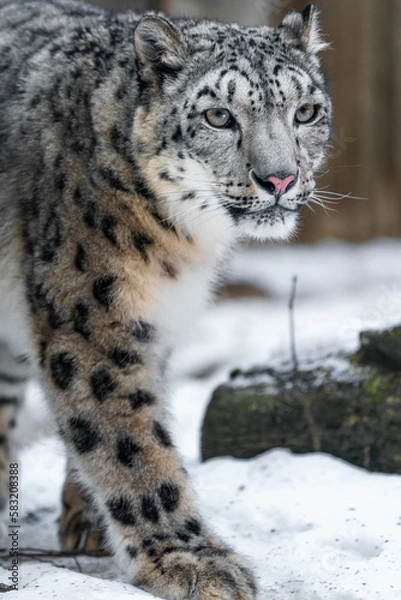 Fototapeta Snow leopard