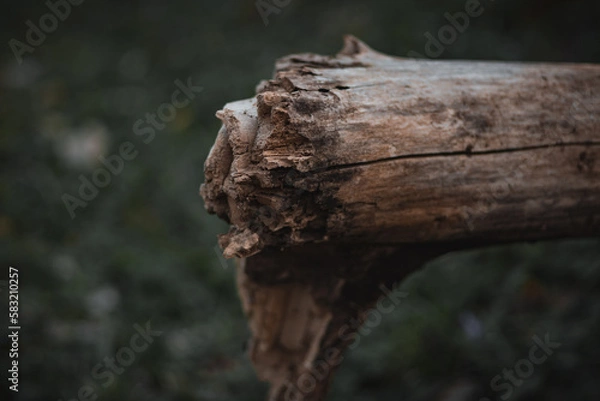 Obraz trunk of a tree