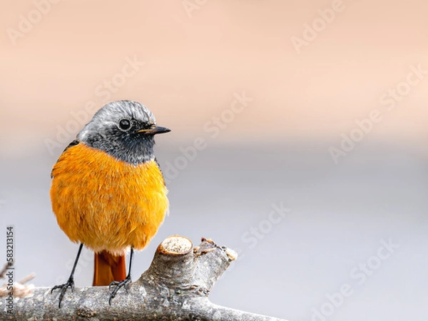 Obraz 森林植物園のジョウビタキ