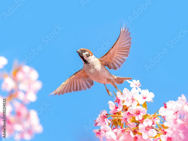 Obraz さくらとすずめ