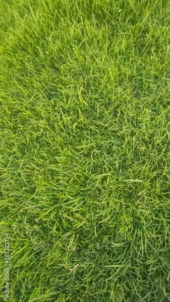 Obraz green grass background