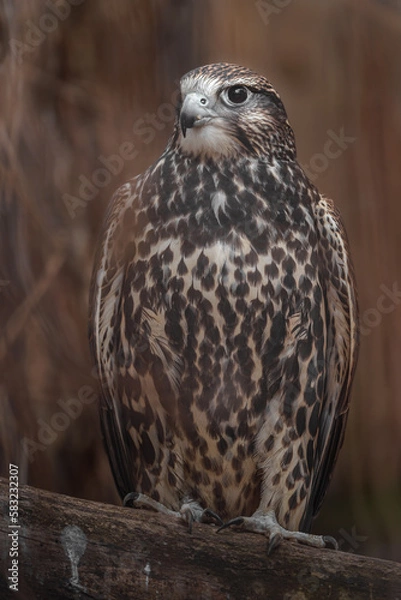Fototapeta Saker falcon