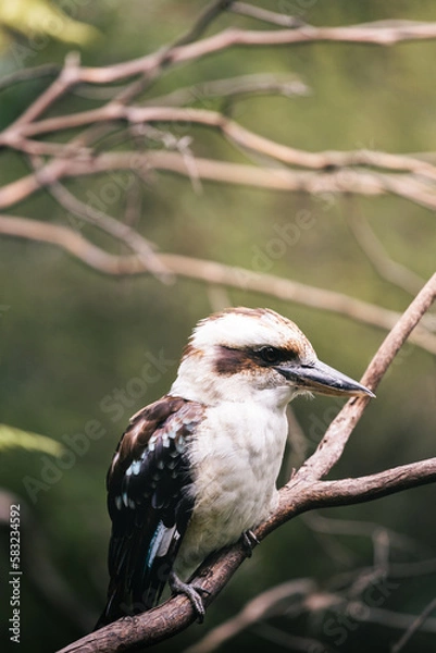 Obraz Kookaburra Australia