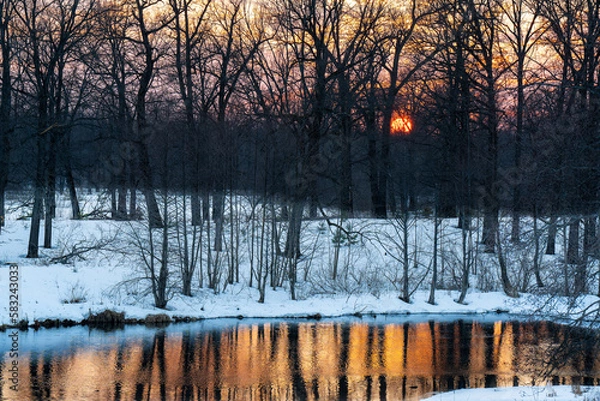 Obraz Beautiful sunset between the trees in winter