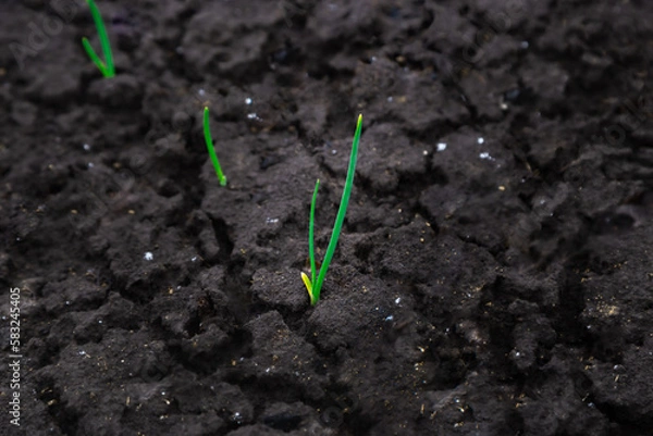 Fototapeta Onion sprout in soil under early spring snow. Garden in spring cold frosty weather. Vegetable kitchen garden seedling.
