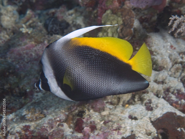 Obraz Singular bannerfish