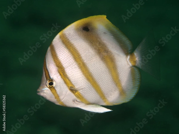 Obraz Sixspine butterflyfish