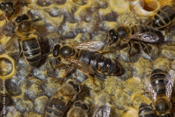 Obraz Abeja reina en la colmena