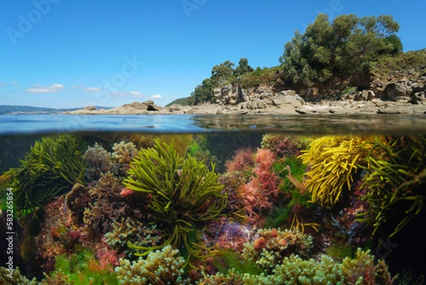 Obraz Seaweeds underwater and the coastline, Atlantic ocean, Spain, Galicia, split level view over and under water surface