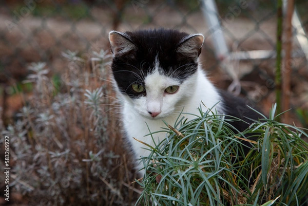 Obraz junge Katze schwarz weiß