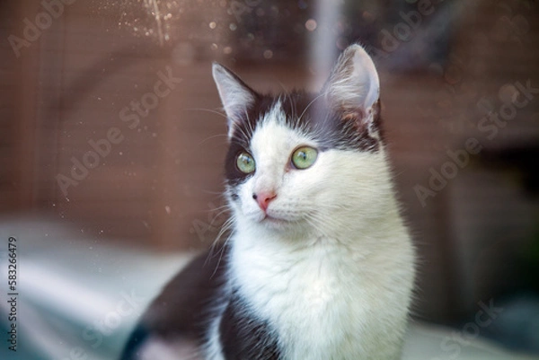 Fototapeta junge Katze schwarz weiß
