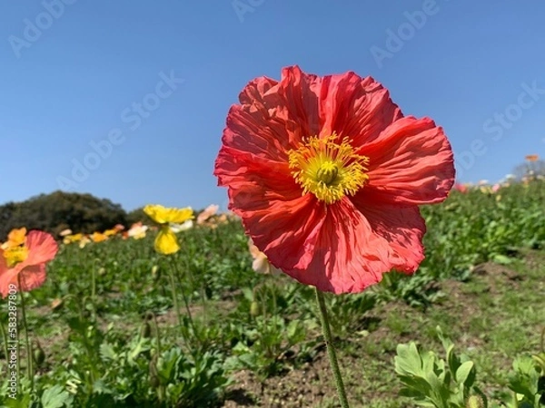 Obraz red poppy flower