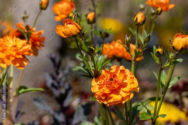 Fototapeta 可愛いオレンジの花