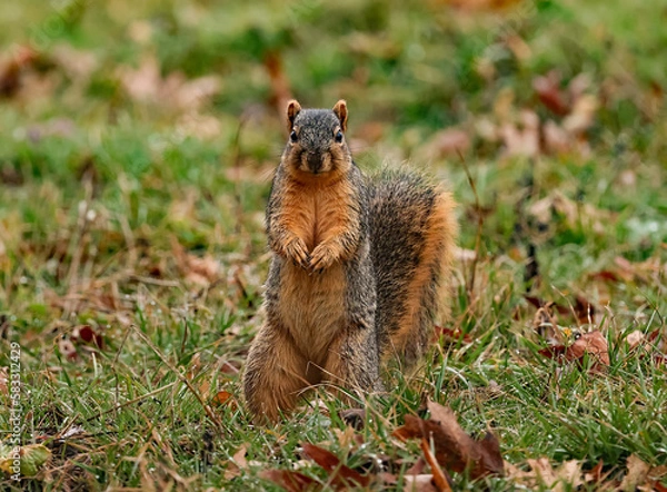 Obraz Fox Squirrel