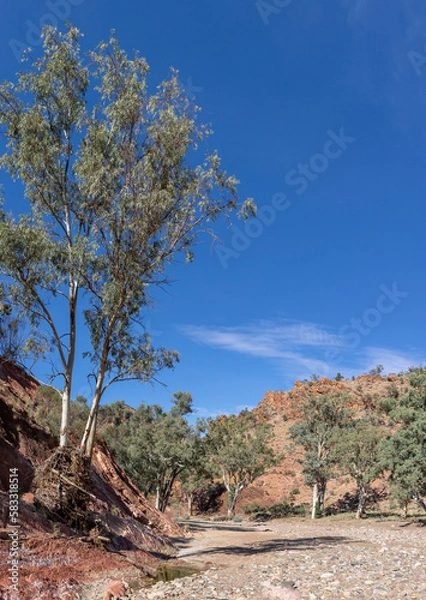 Fototapeta tree in outback