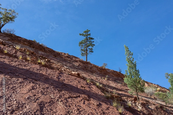 Fototapeta tree on hill