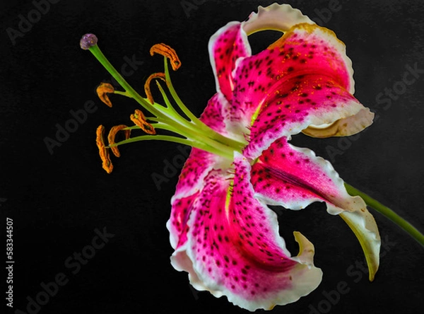 Fototapeta Asiatic Lily . Full length of stamens and stigma exposed