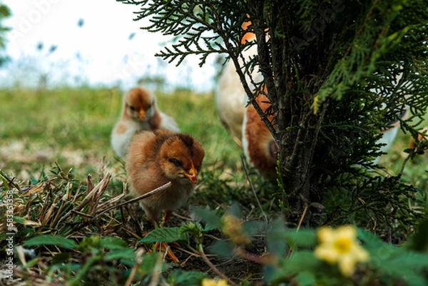 Fototapeta 2 little chiks and a chicken in a ranch