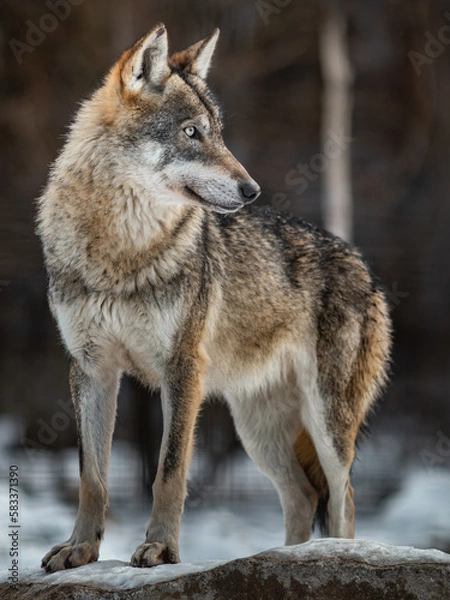 Fototapeta Eurasian wolf