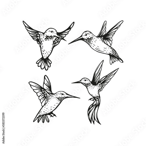 Fototapeta Hummingbird flying vector sketch hand drawn illustration collection