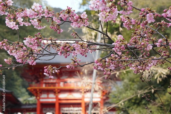 Obraz 近江神宮の河津桜