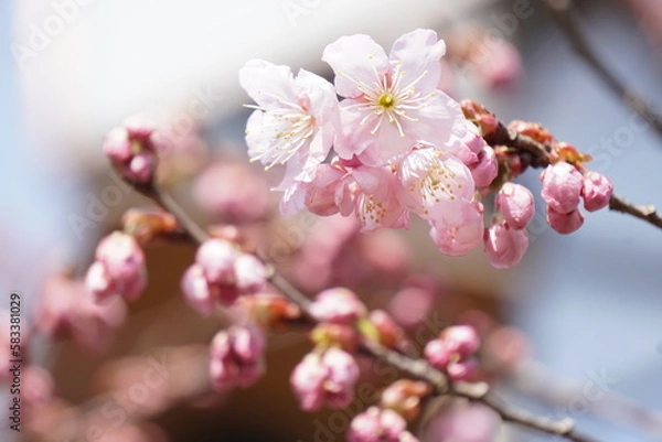 Obraz ハツミヨザクラ