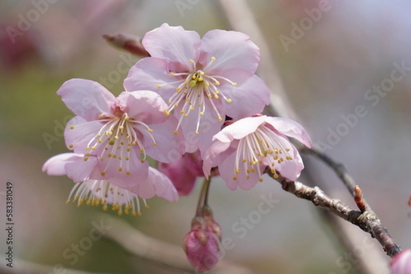 Obraz ハツミヨザクラ