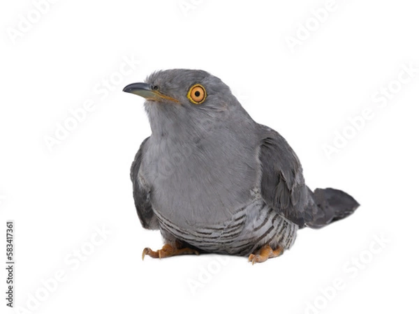 Fototapeta sitting cuckoo on white background