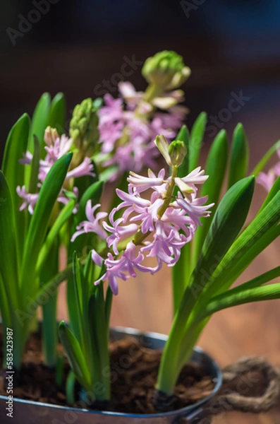 Fototapeta Hyacint spring flower. Mother's day concept. Colorful beauty.