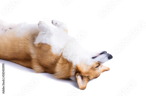 Fototapeta welsh corgi pembroke sleeping in front of a white background