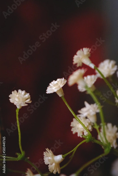 Obraz white flowers on a green background