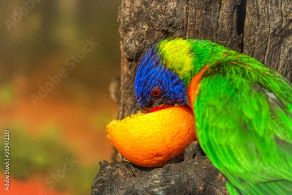 Fototapeta rainbow lorikeet parrot