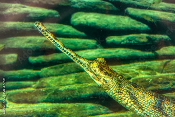 Fototapeta crocedile in the water