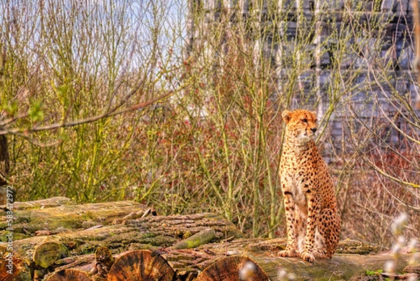 Fototapeta cheetah on the grass