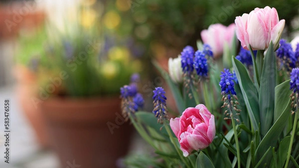 Obraz Spring bulbs lasagna in soft sunlight