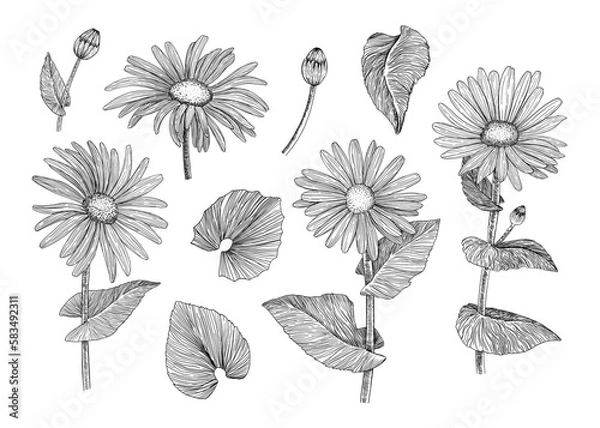 Fototapeta Collection of spring flowers. A set of leaves and flowers. Graphics. Engraving. Hand-drawn