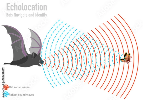 Fototapeta Bat echolocation. Bio sonar. Butterfly, insect, fly navigate. Reflected sound waves. Echo. Audio source from the speaker hitting an obstacle, prey, returning. Animal navigation. Illustration Vector 