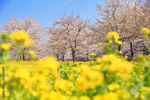 Obraz 赤城南面千本桜の満開の桜と菜の花 ( 群馬県 前橋市 )