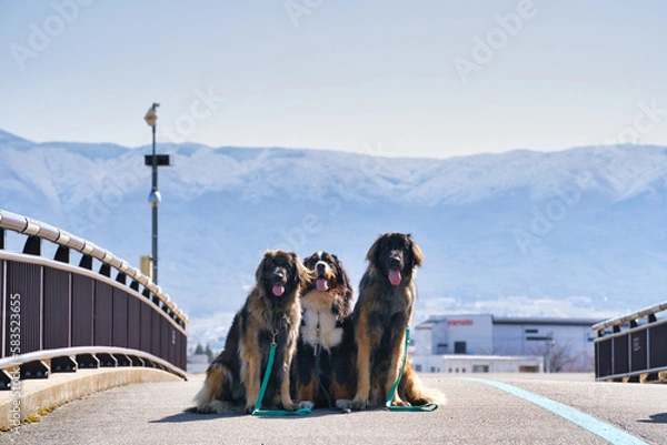 Obraz 山を背景に集まる三匹の犬
