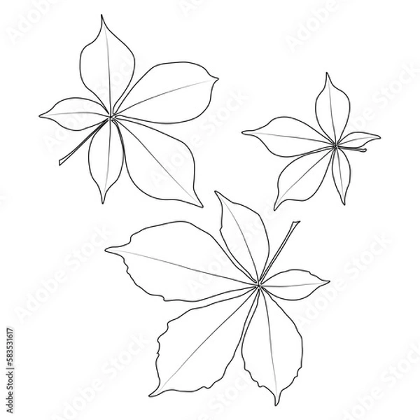 Fototapeta Set of vector chestnut leaf outline icon. Simple outline chestnut leaves illustration for logo. Realistic hand drawn leaves illustration set on white background.
