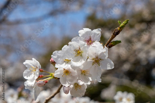Fototapeta 桜（ソメイヨシノ）の花のクローズアップ