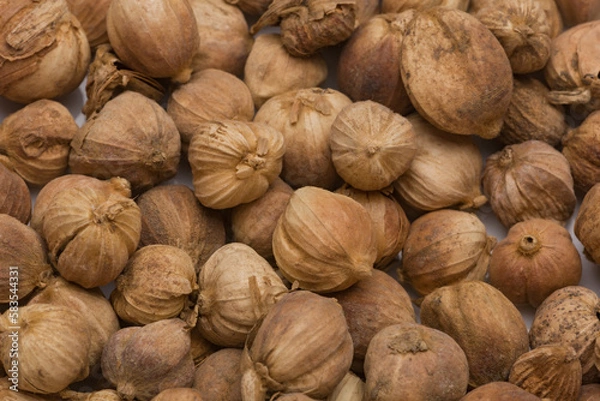 Obraz White Cardamon