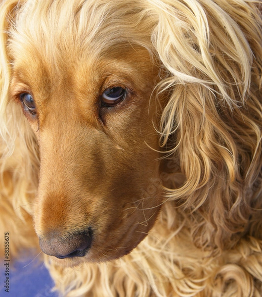 Obraz Cocker Spaniel