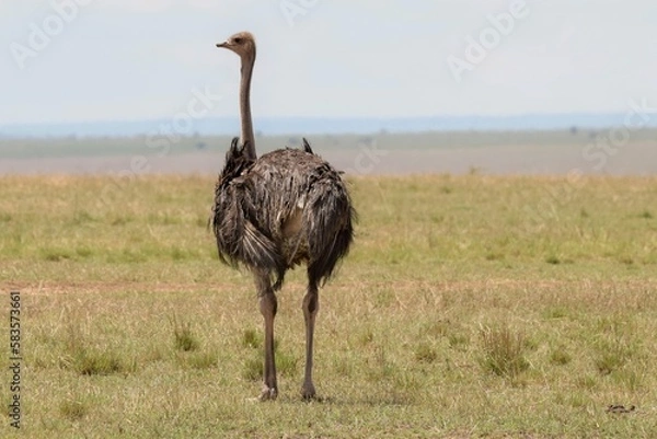 Obraz ostrich in the wild