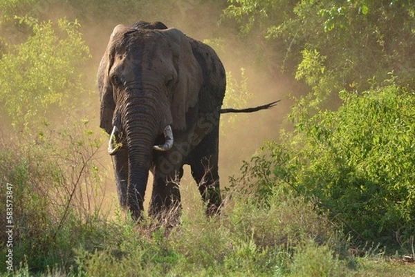 Obraz African Elephant in Lake Manyara National Park