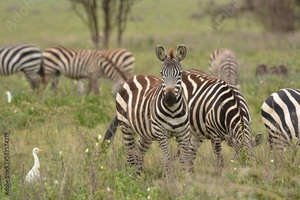 Obraz zebras in the serengeti