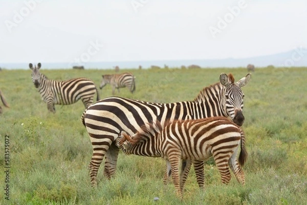 Obraz zebra in the grass