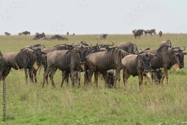 Obraz wildebeest in the serengeti national park 